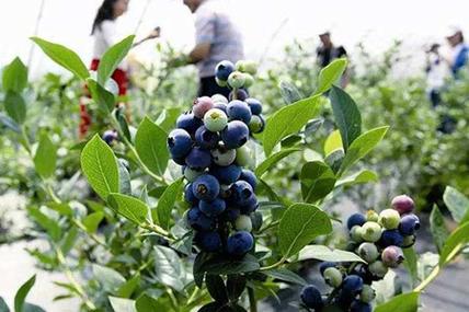 蓝莓种植办法