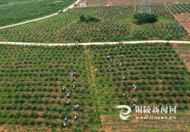 4月17日,位于枞阳县钱桥镇兴旺村的蓝莓种植基地里,工人们正在进行
