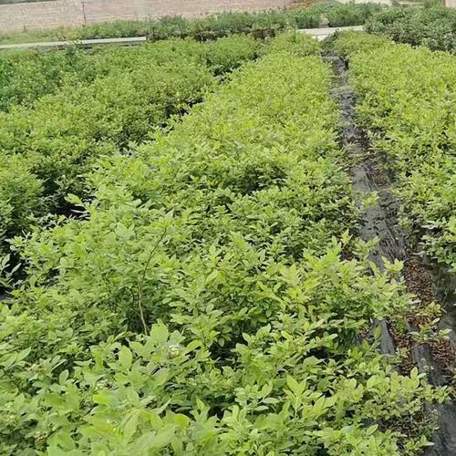 重庆蓝莓苗种植选用选择适宜土壤很重要