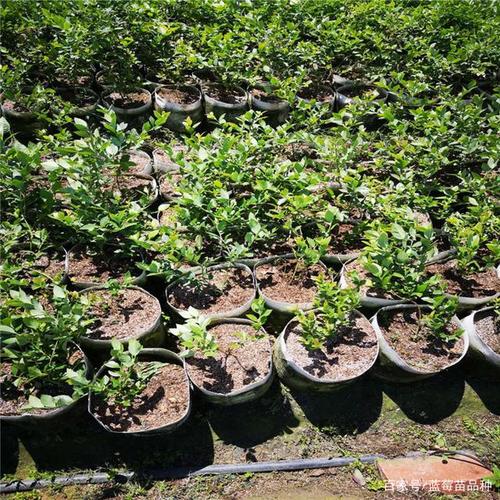 蓝莓苗品种如何选择 蓝莓苗种植条件