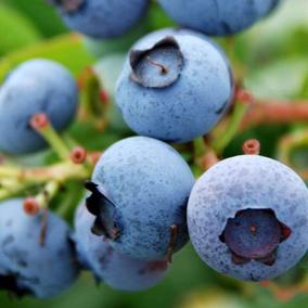 蓝莓苗蓝莓树苗果树苗盆栽地栽南方北方品种庭院阳台种植当年结果